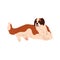 St Saint Bernard breed, big dog lying. Serious herding doggy, hairy beautiful purebred canine animal relaxing, resting
