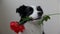 St. Valentine\'s Day concept. Funny portrait cute puppy dog border collie holding red rose flower in mouth isolated on