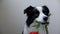 St. Valentine\'s Day concept. Funny portrait cute puppy dog border collie holding red rose flower in mouth isolated on