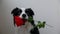 St. Valentine\'s Day concept. Funny portrait cute puppy dog border collie holding red rose flower in mouth isolated on