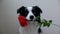 St. Valentine\'s Day concept. Funny portrait cute puppy dog border collie holding red rose flower in mouth isolated on
