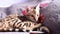 St Valentines Day romantic video with bengal cat and red hearts, lovely kitten laying on wooly cover. Horizontal video