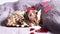 St Valentines Day romantic video with bengal cat and red hearts, lovely kitten laying on wooly cover. Horizontal video