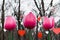 St. Valentines decorations in the park. Red and white hand made hearts. Purple tulips