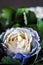 Stabilized rose is a beautiful cream-blue color