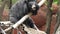 Stable shot of a black bear family in Great Smoky Mountains National Park. Close up of a Black Bear Ursus americanus. black bear