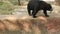 Stable shot of a black bear family in Great Smoky Mountains National Park. Close up of a Black Bear Ursus americanus. black bear
