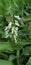 Stachys annua green leaf white flower