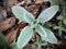 Stachys byzantina. AKA lamb`s ear.