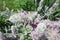 Stachys byzantina flowers in the garden, closeup