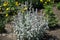 Stachys byzantina in full bloom