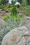 Stachys byzantina or Lamb`s Ears, an ornamental perennial plant in stony garden