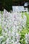 Stachys byzantina Lambs Ear flower growning in garden