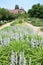 Stachys byzantina Lambs Ear flower growning in garden