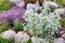 Stachys byzantina Plants Known as Lamb Ears in a Small Rockary in the Summer Garden