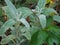 Stachys byzantina Silver Carpet Lambs ear plant in the rain