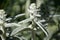 Stachys Byzantina silver leaf plant