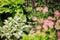 Stachys lamb ears planted in flowerbed with other blooming perennials