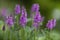 Stachys monnieri flowers