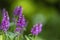 Stachys monnieri flowers