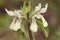 Stachys ocymastrum common hedgenettle, betony, purple betony, wood betony, bishopwort plant of delicate yellowish white flowers