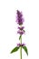 Stachys officinalis isolated white background