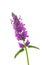 Stachys officinalis isolated white background