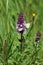 Stachys palustris. Marsh betony during flowering in the Altai in Russia