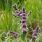 Stachys persica, aa ornamental plant lambs ears