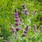 Stachys persica, aa ornamental plant lambs ears