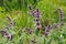 Stachys persica, aa ornamental plant lambs ears