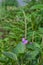 Stachytarpheta cayennensis flowers that grow in the fields