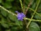 Stachytarpheta jamaicensis or Blue Porterweed Flower