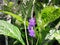 Stachytarpheta jamaicensis flowers bloom in beautiful purple