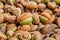 Stack of acorns background