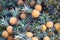 Stack of Ananas Victoria on a market stall