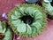 Stack of Betel leaves, stimulant