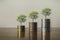 Stack coins with plants to grow into steps. Business growth concept