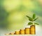 Stack of coins to the ficus in the bright blurred background;