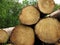 Stack of coniferous wood in the forest, felled tree trunks piled up.