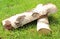 Stack of cut logs firewood from silver birch tree