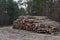 Stack of cut pine tree logs in a forest. Wood logs, timber logging, industrial destruction, forests Are Disappearing, illegal