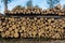 Stack of cut trees in felling with a handwritten diameter on each