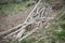 Stack of Driftwood