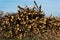 Stack of felled trees