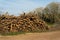 Stack of felled trees