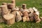 Stack of firewood. Wooden trunk and logs on grass. Woodpile background. Stacked wood. Wooden texture.