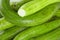 Stack of fresh organic luffa squash