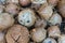 Stack of hairy brown coconuts