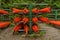 Stack of Kayaks